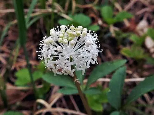 ginseng saúde dieta corpo pele coração 