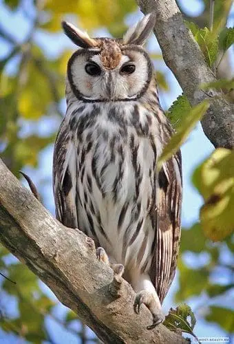 coruja totem xamanismo animal espiritual