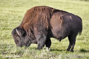 No começo da colonização o governo dos EUA decidiram exterminar todos os bisões a fim de se livrar dos indios que tinham nele, sua fonte de alimento, e etc.