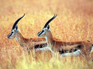 A sabedoria da gazela inclui o conhecimento, a velocidade e agilidade, a graça, beleza, habilidade de manobra e o movimento vertical.
