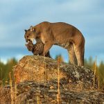 Significados simbólicos do Puma: o mestre dos cânions
