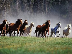 Em nosso primeiro post falamos sobre a influencia do cavalo,, nesse poste falaresmo sobre suas cores e o que elas representam.