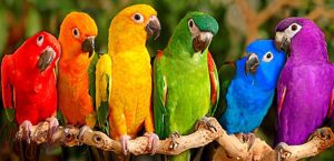 O Papagaio também pode simbolizar uma pessoa no seu cotidiano que é excêntrica e obnóxia. Também pode significar que você ou alguém próximo está sendo repetitivo ou até mesmo zombando.