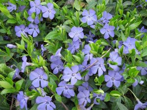 Pervinca é um pequeno arbusto coberto com lindíssimas flores de cor azul-violeta. Apesar do apelo visual, os nomes folclóricos dessa planta causam alvoroço