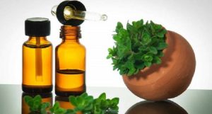 Algum tempo atrás, o óleo essencial de orégano não era tão popular e poucos sabiam sobre suas propriedades e aplicação na aromaterapia.