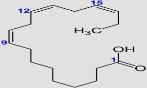 O ácido alfa-linolênico ou o ácido α-linolênico (ALA) é um dos dois ácidos graxos essenciais que o nosso corpo não consegue produzir sozinho.