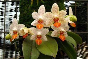 orquídeas magia deusa