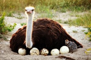 avestruz totem animal de poder xamanismo guia espiritual